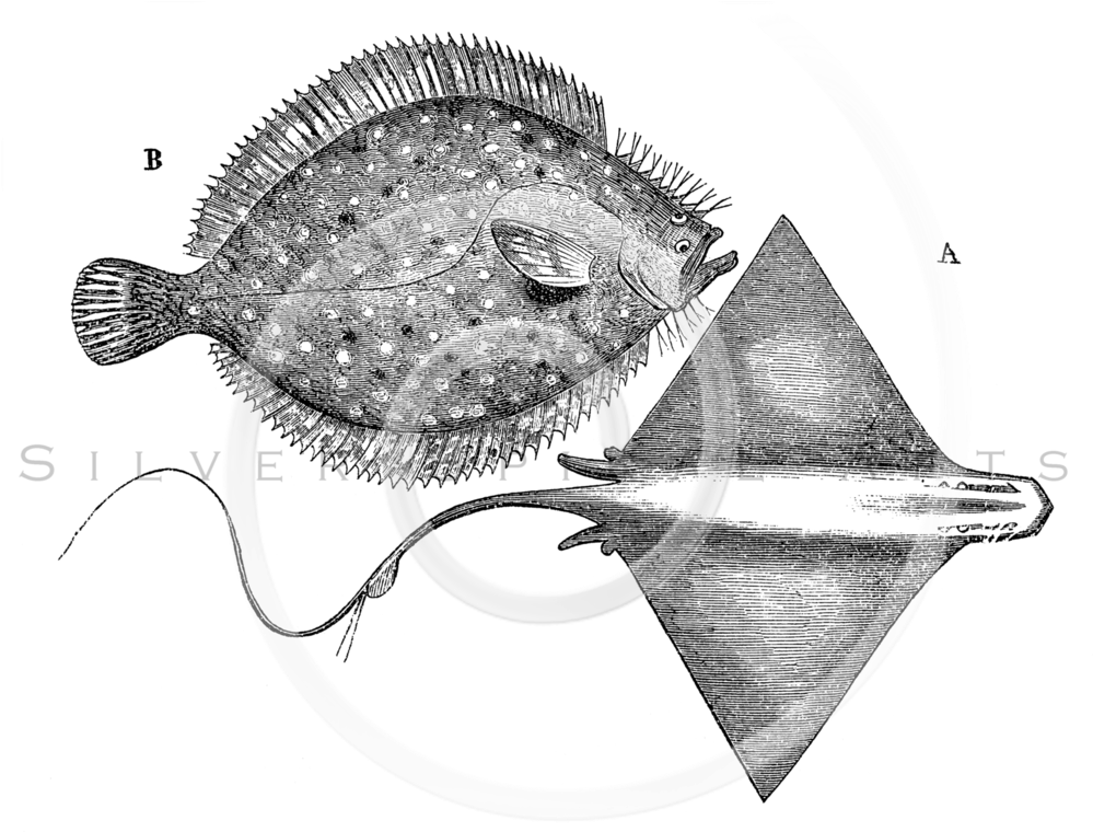 All Vintage Black And White Illustrations Png - Illustration (1005x768), Png Download