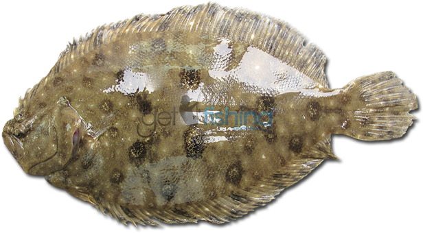 Smalltooth Flounder - Fishing (648x350), Png Download