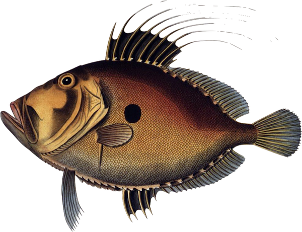 Bluegill Drawing Ocean Fish Png Black And White Download - Zeus Faber (600x461), Png Download