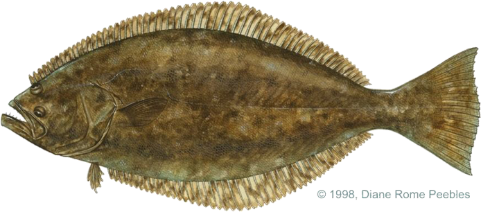 All-tackle World Records - Flounder Fish (720x362), Png Download