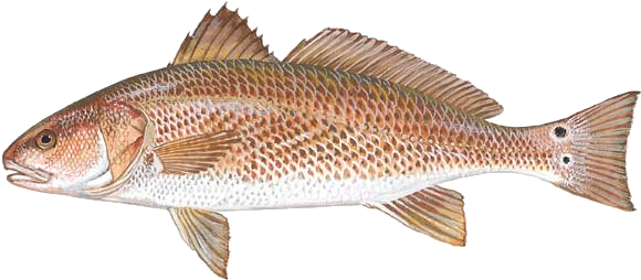 The South Carolina General Assembly Has Passed A New - Red Drum (600x266), Png Download