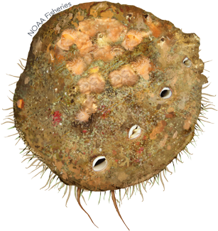 White Abalone - Haliotis Sorenseni (640x427), Png Download
