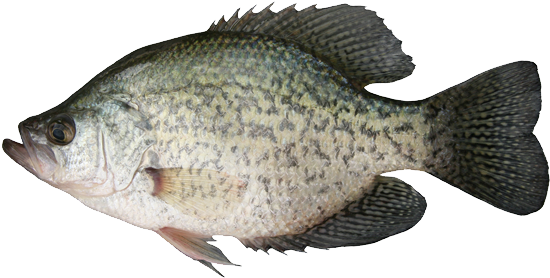 Black Crappie - Fish Species Of Manitoba (600x281), Png Download