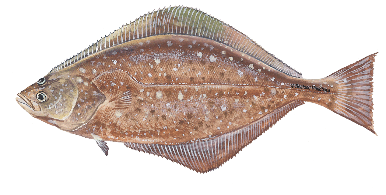 Halibut Png Clipart - Halibut (1600x800), Png Download