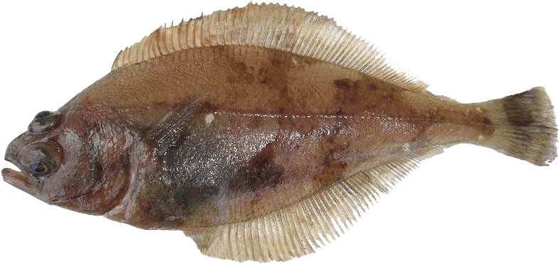 Image - Alaskan Sand Dabs (800x403), Png Download