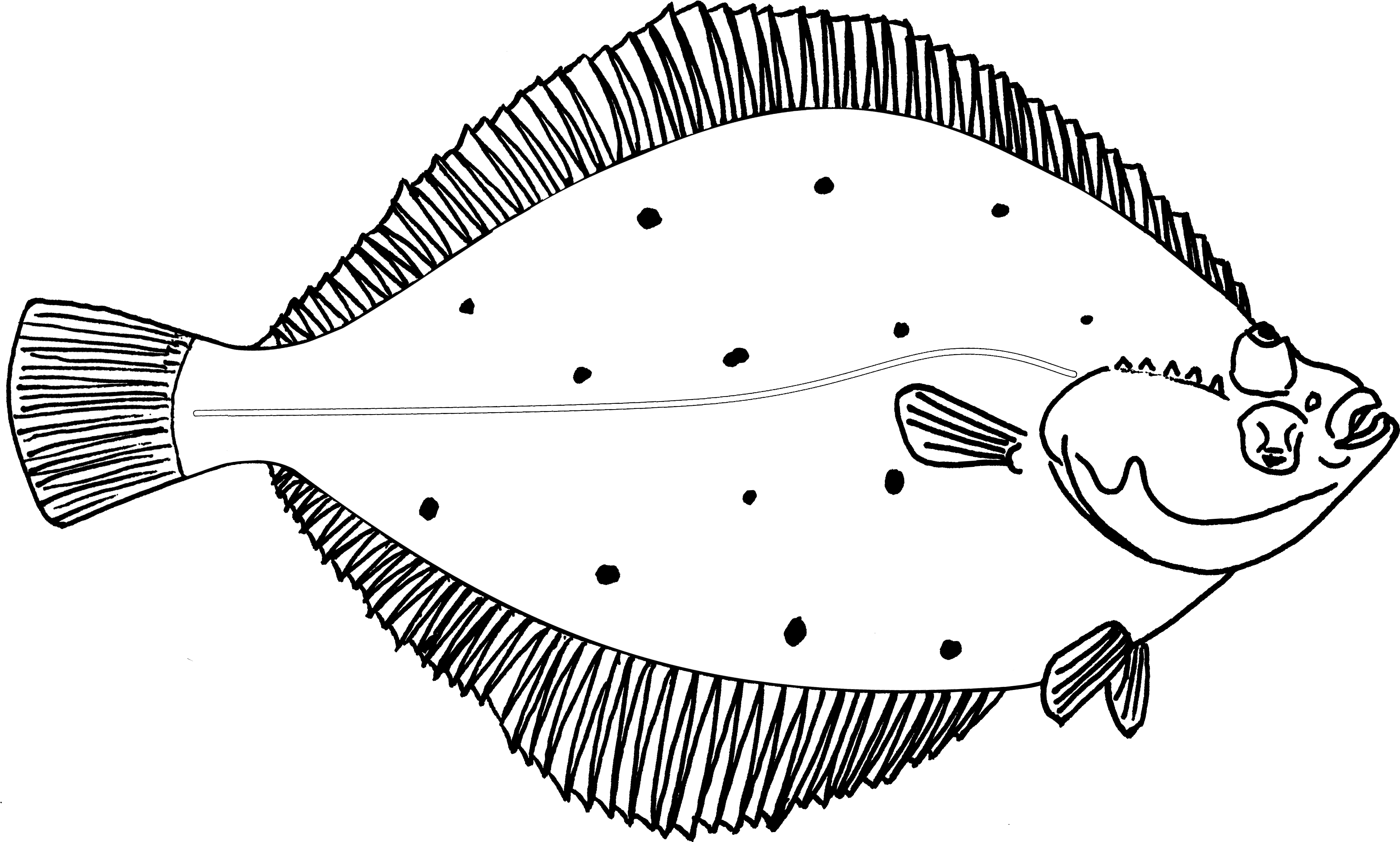 Jpg Royalty Free Collection Of High Quality Free Key - Plaice Fish Drawing (3941x2398), Png Download
