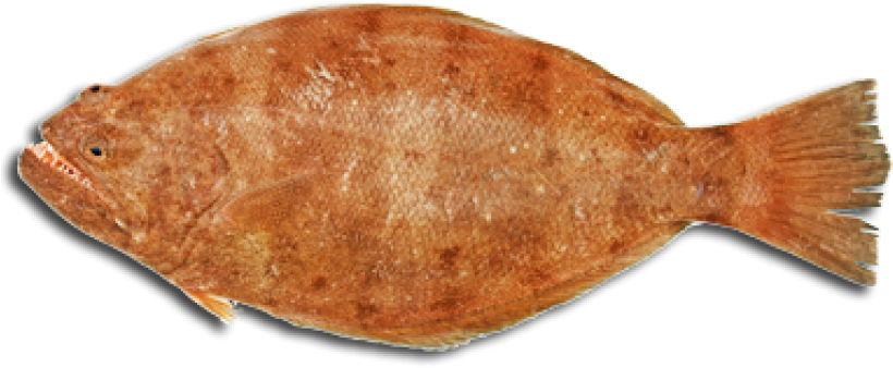 With The Exception Of Halibut, And Some Large Flounders - Portable Network Graphics (900x418), Png Download