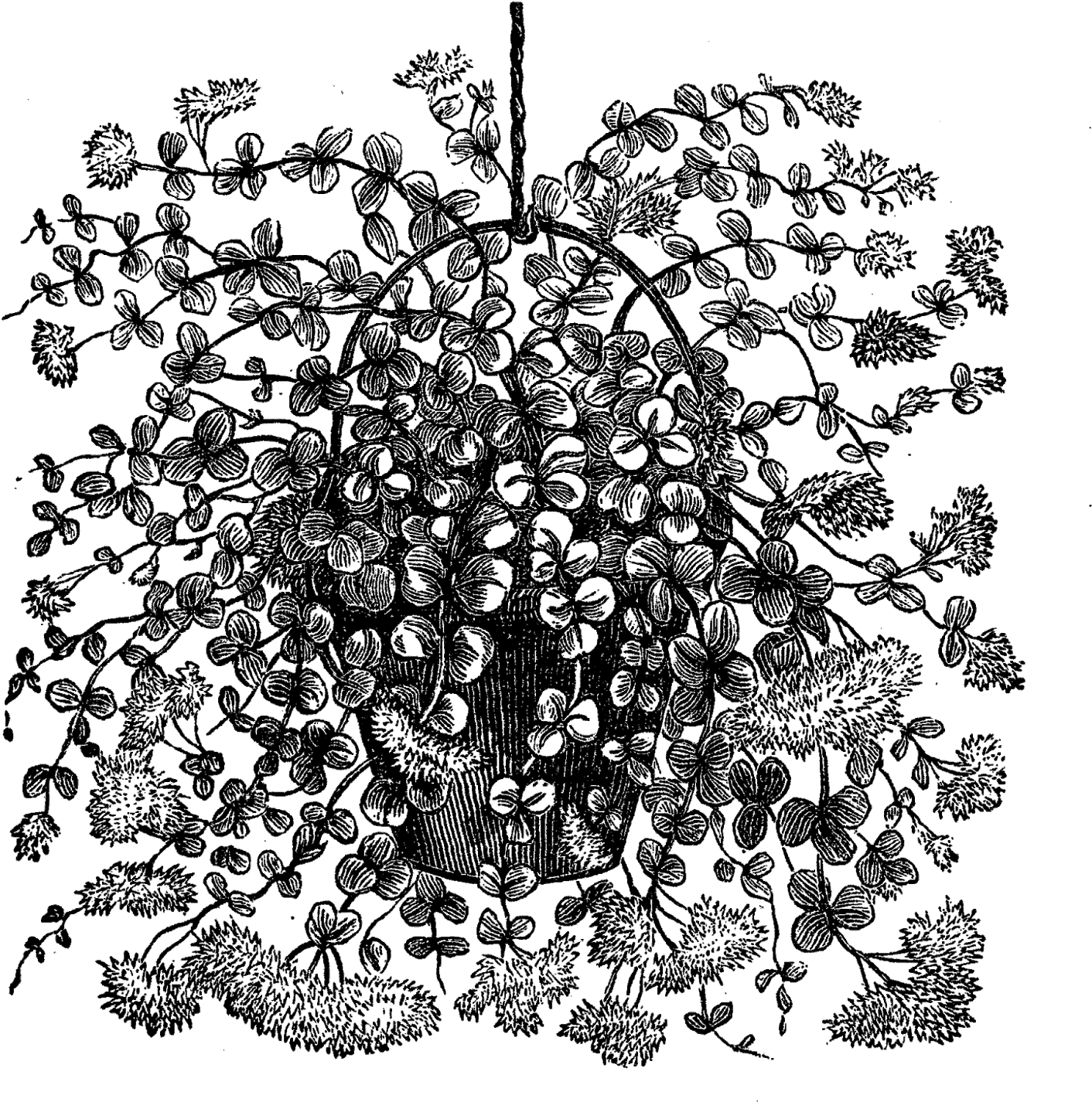 Download Transfer I Created From A Vintage Botanical Illustration