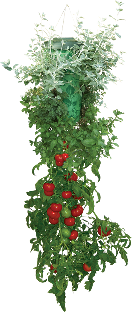 Apartment Dwellers Can Grow Fresh Veggies Too Montrose - Seen On Tv Topsy Turvy Set Anters (271x629), Png Download