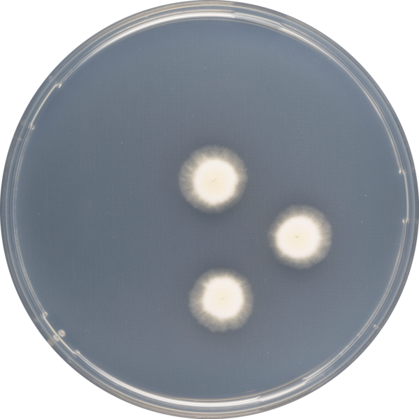 Aspergillus Haitiensis Cya - Circle (600x600), Png Download