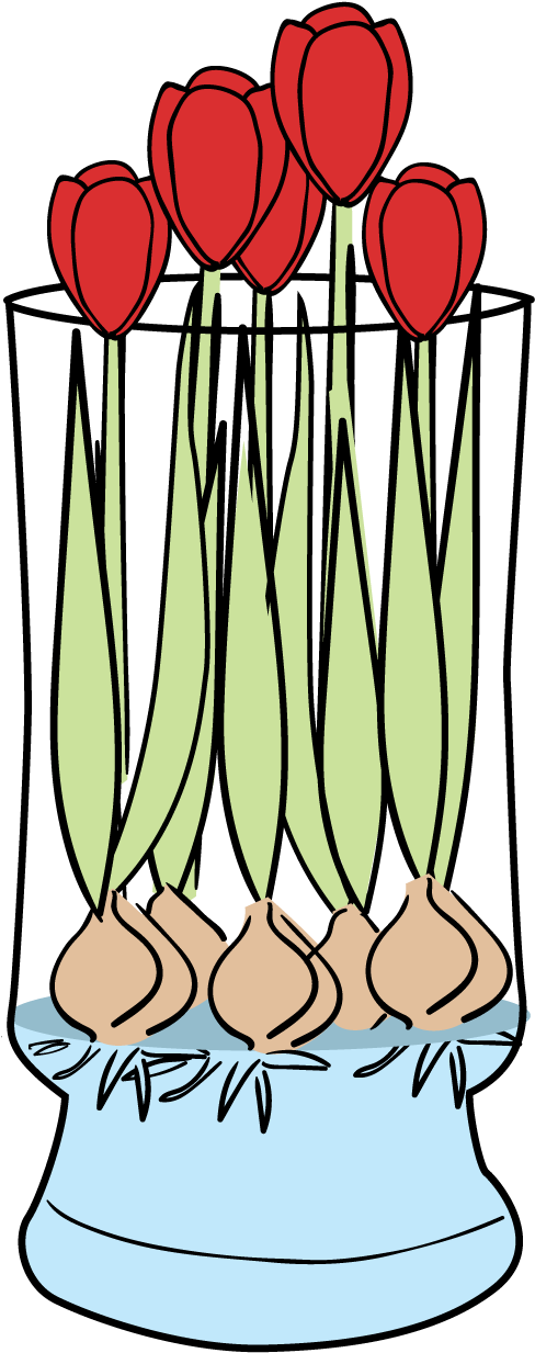 Tulips-faq - Bloomaker, Inc. (600x1250), Png Download