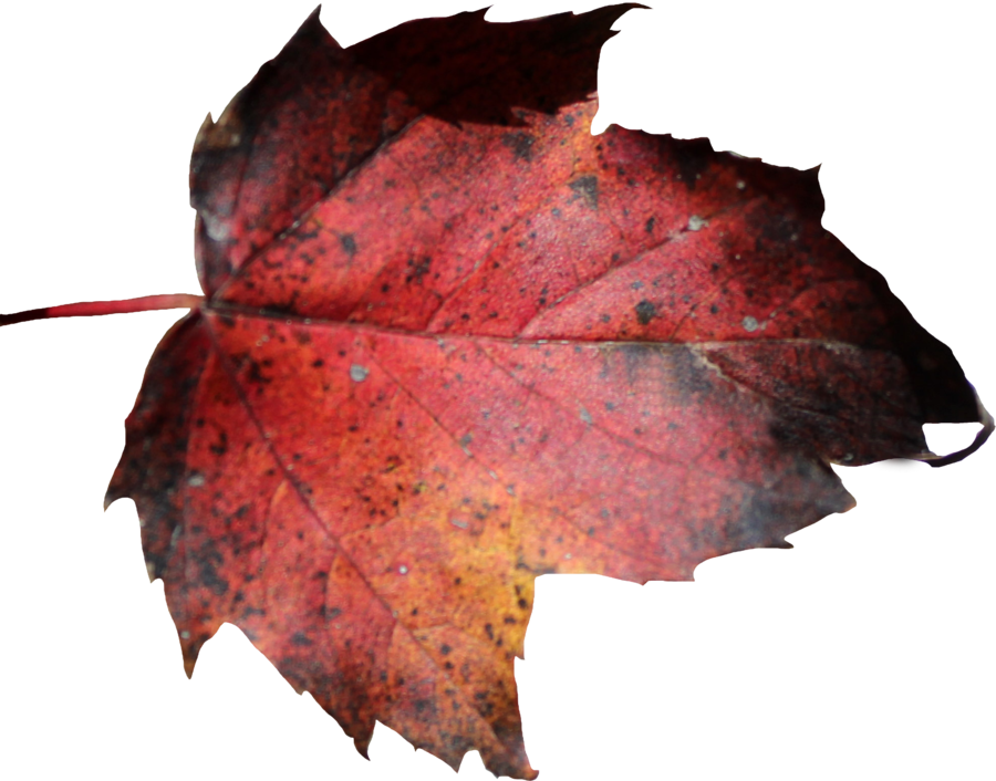 Red Leaf Png - Dead Leaf Transparent (900x706), Png Download