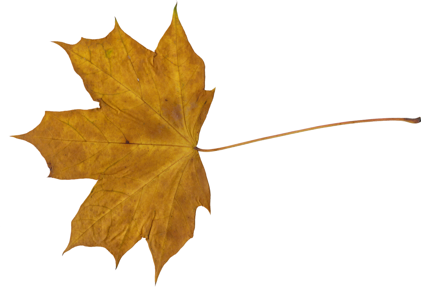 Maple Leaf Png - Leaves Transparent (1468x1000), Png Download