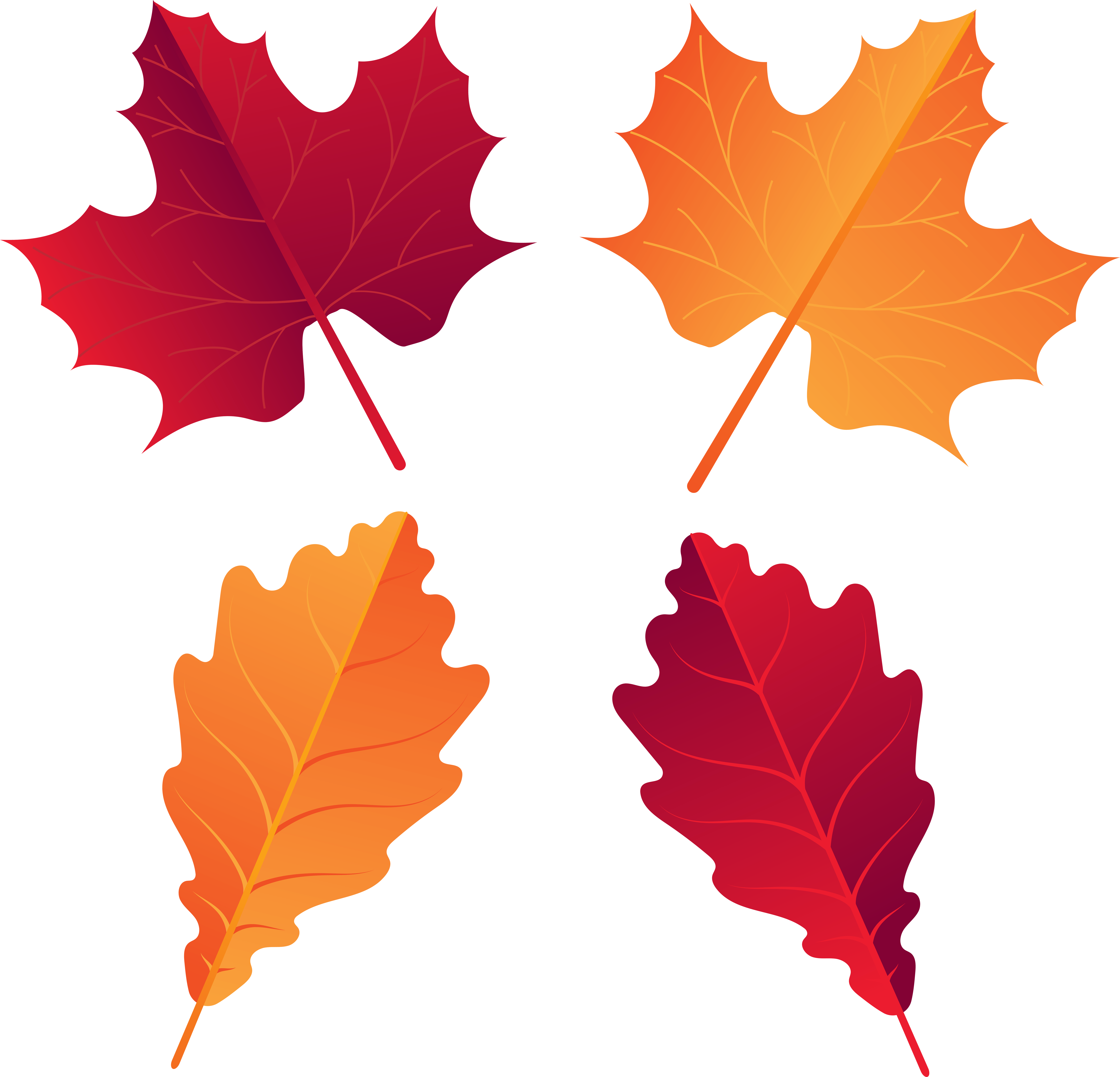 Canadian Leaf Png (8000x7743), Png Download