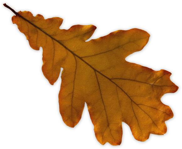 Through Walking I Tuned Back Into Who I Was And What - Maple Leaf (600x509), Png Download