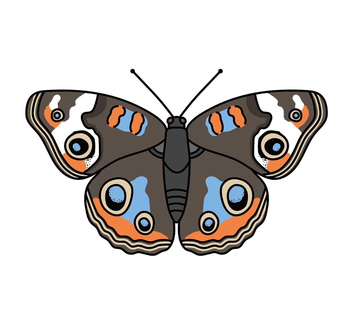 Klay Thompson Portrait Series - Common Buckeye (1600x1060), Png Download