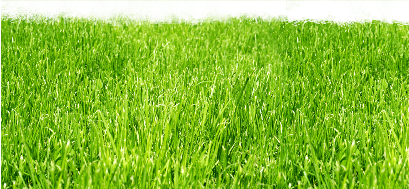 Lawns - Lawns Png (815x543), Png Download