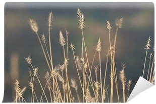 Teasel (400x400), Png Download