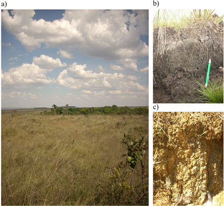 General Aspects Of A Humid Grassland During The Dry - Grass (903x403), Png Download