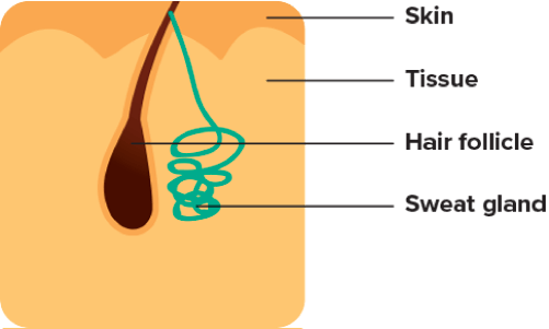 Endocrine Glands - Sweat Gland (501x301), Png Download