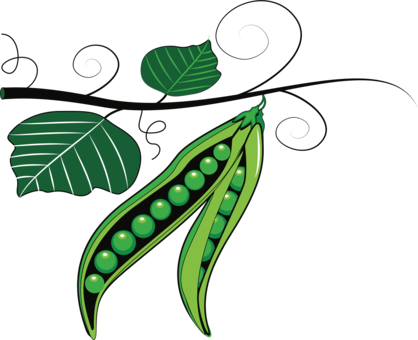 Peas Drawing Green Bean Png Library Library - Green Pea (418x340), Png Download