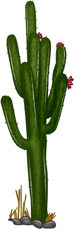 Arbre,tubes,png - Saguaro Cactus Clip Art Png (427x800), Png Download