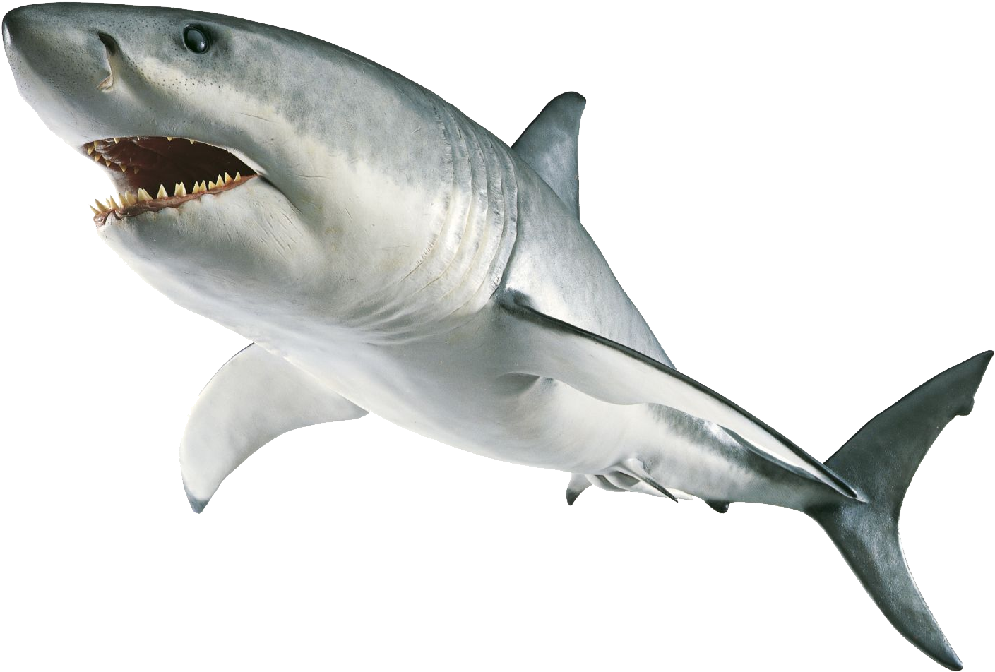 Download Amazing High-quality Latest Png Images Transparent - Great White Shark Png (1024x703), Png Download