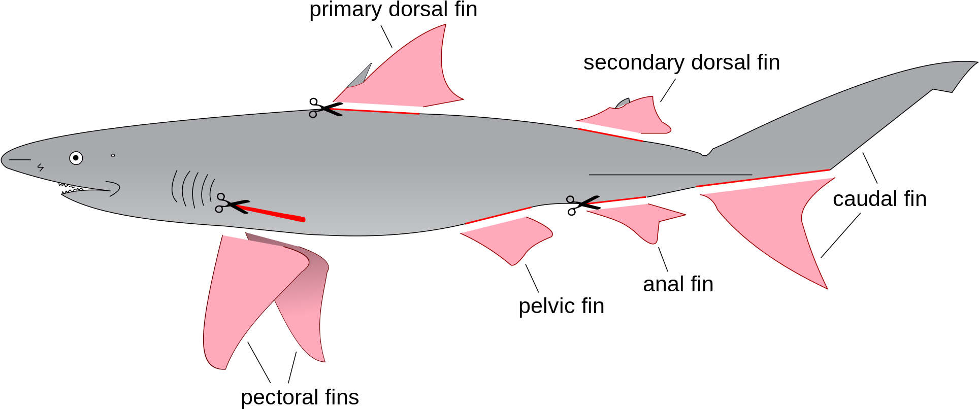 A Look At Shark Finning - Fins On A Shark (2000x862), Png Download