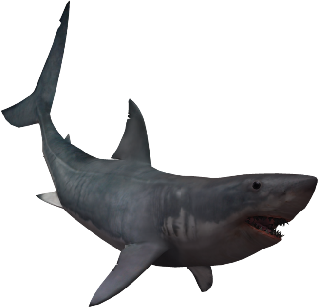 Drawing Shark Real Svg Library Download - Giant Shark No Background (1024x639), Png Download
