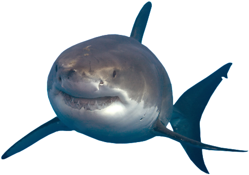 Shark Transparent Png - Great White Shark Shark Png (500x352), Png Download