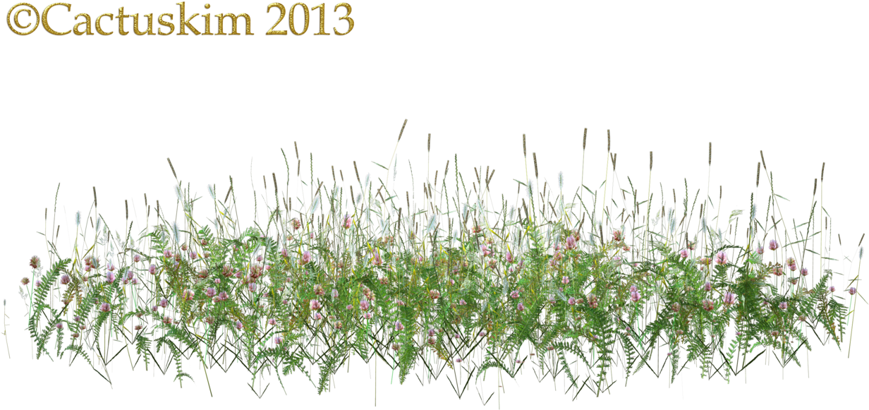 Download Here Is A Png Of Some Wildflowers/grass Etc On Transparent - Wild  Flowers Png PNG Image with No Background 