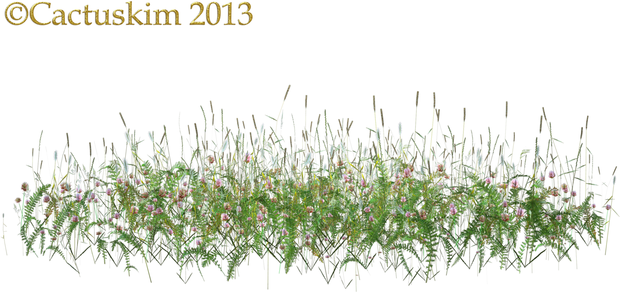 Here Is A Png Of Some Wildflowers/grass Etc On Transparent - Wild Flowers Png (1264x632), Png Download