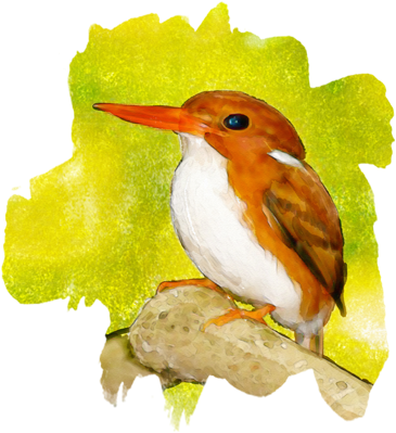 Bird Photographer, Lister Or Non Lister, We Are Here - Rufous Hummingbird (374x400), Png Download