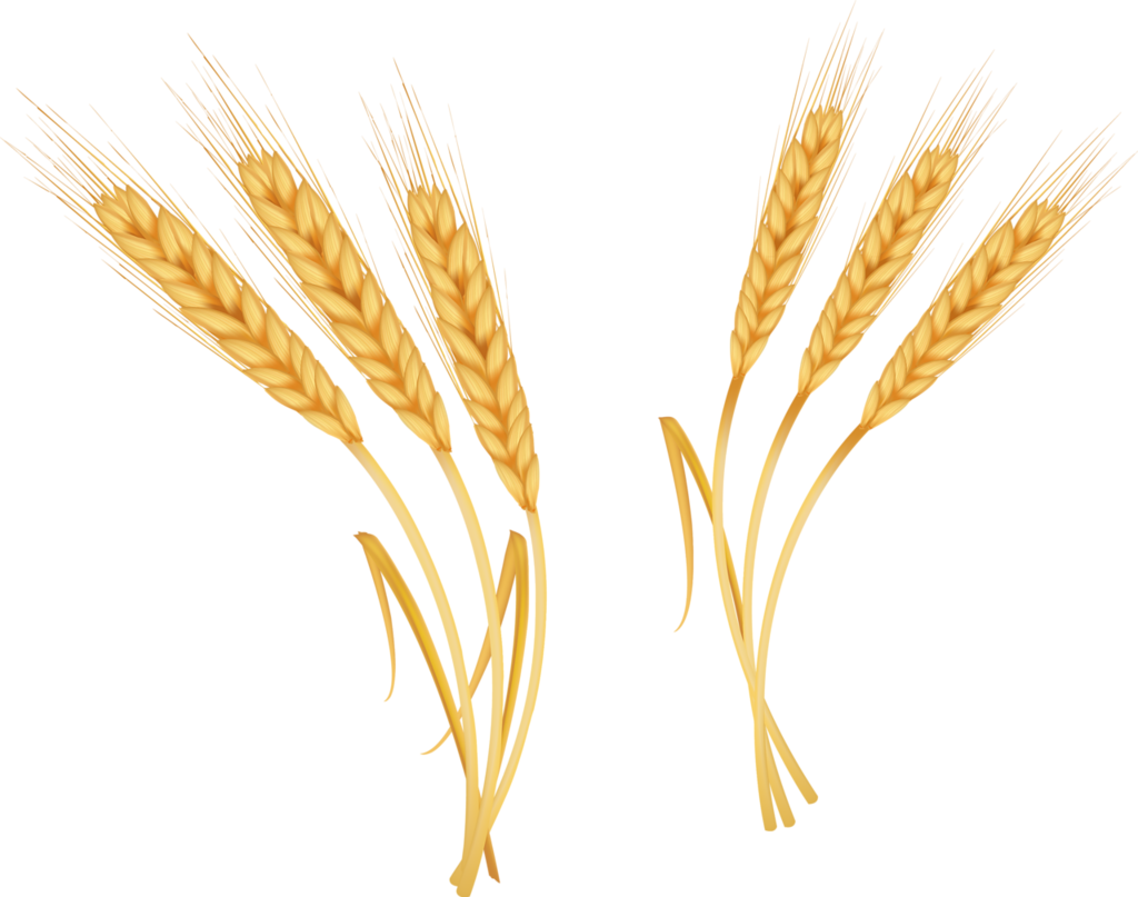 Oat Crop Drawing Png (1024x807), Png Download