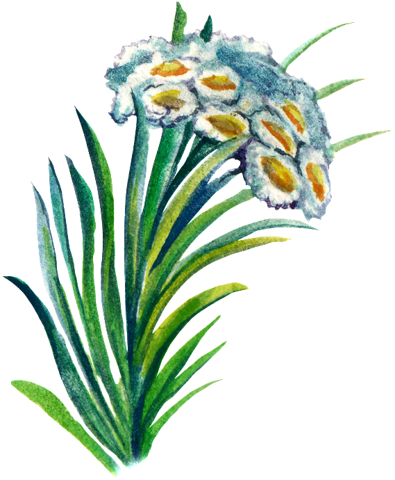 Hand-painted Plant Cartoon Transparent Watercolor Material - Watercolor Painting (650x830), Png Download