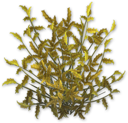 Coffee Bush Dead - Wiki (433x433), Png Download