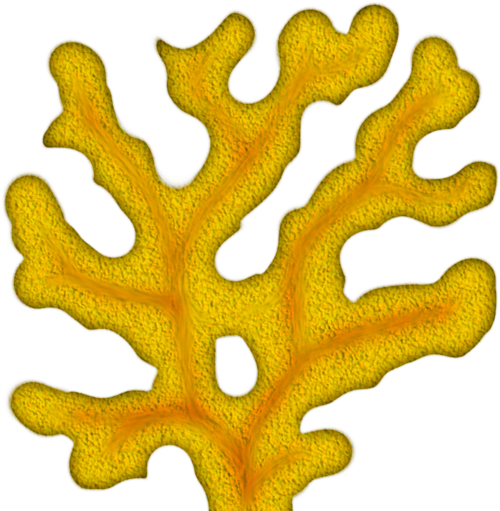 Coral - Sea Corals Clipart Png (1024x1024), Png Download