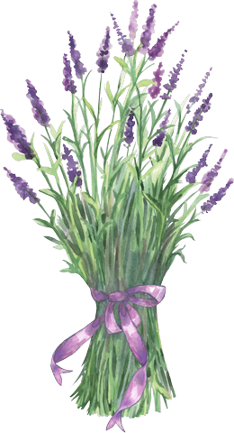 Pin By Max Wu On Lavender - Lavender On Transparent Background (260x480), Png Download