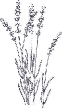 Anti-inflammatory And Calming, Organic Lavender Oil - Lavender Illustration (500x500), Png Download