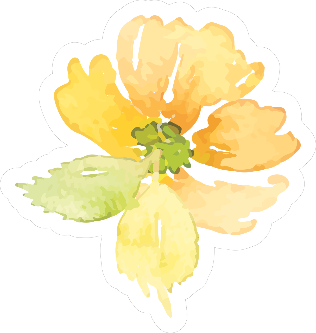 Image - Primula (1214x1280), Png Download