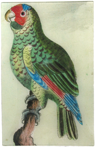 Parrot - Macaw (500x500), Png Download