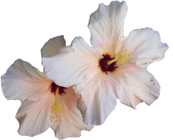 Hibiscus Png Transparent Image - White Hibiscus Flower Png (600x488), Png Download