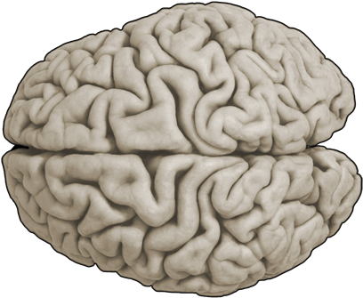 Neuroscience With Cdrom (477x465), Png Download