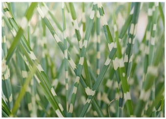 Stripped Ornamental Grass Background Poster • Pixers® - Ornamental Grass (400x400), Png Download