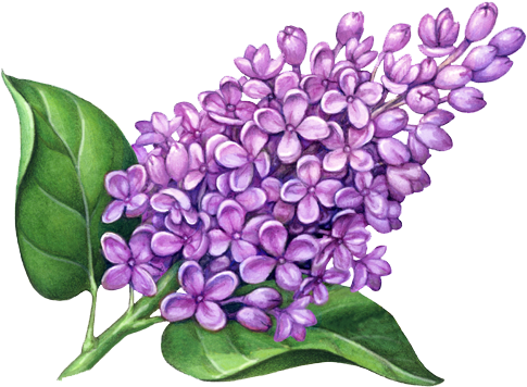 Drawing Of A Lilac (504x370), Png Download