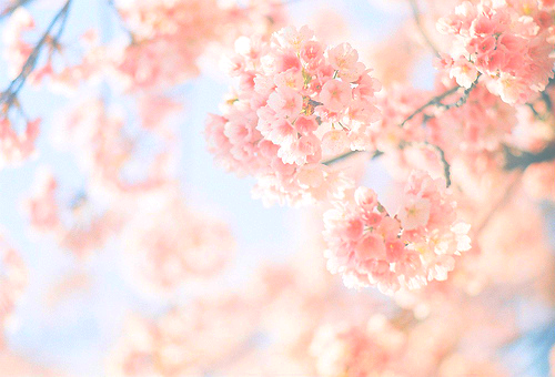 Cherry Blossom (500x340), Png Download