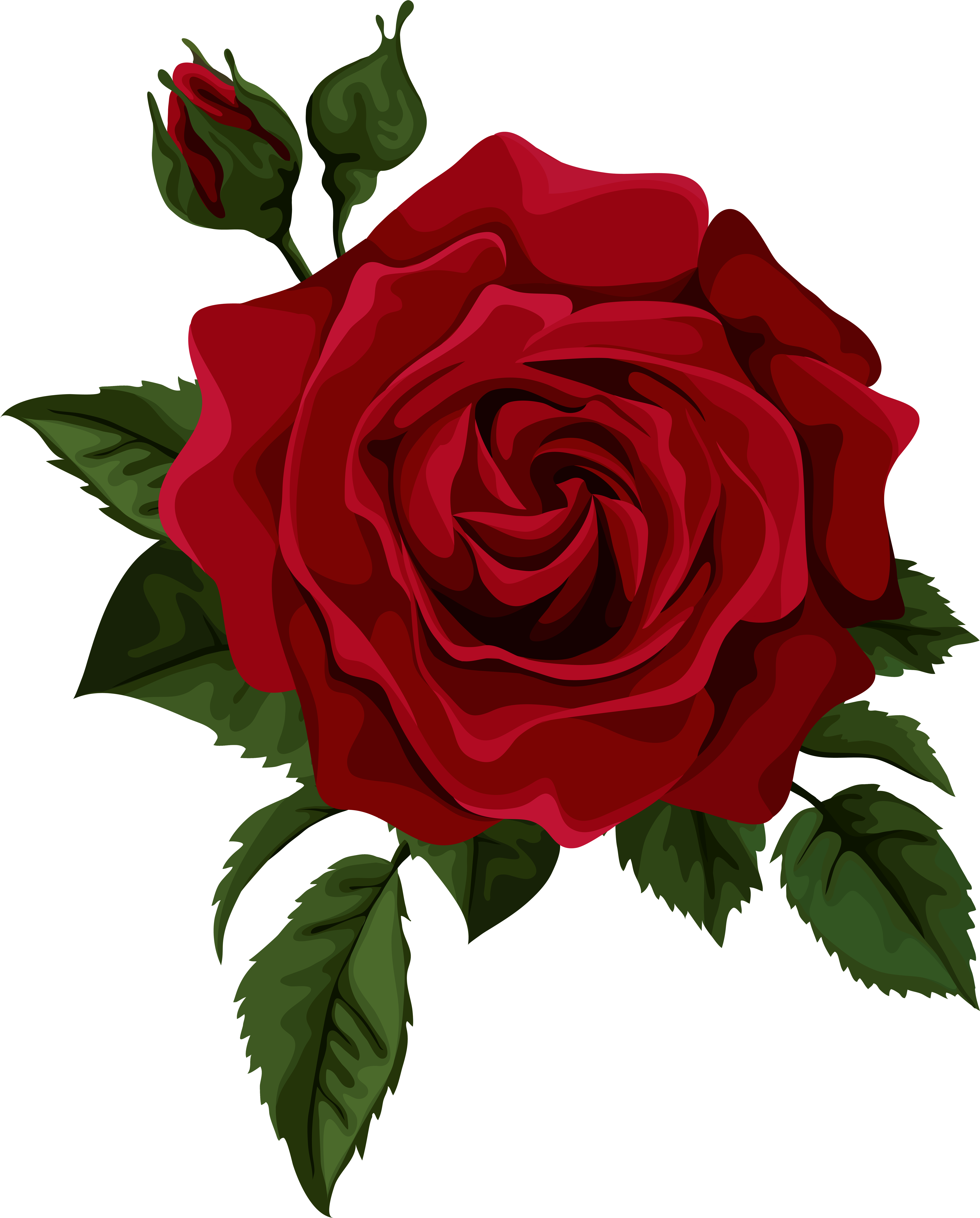 Redrose - Red Rose Png (483x600), Png Download