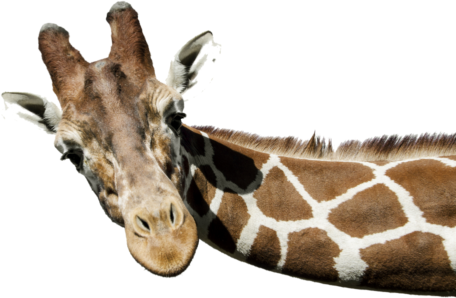 Giraffe Png Free Download - Giraffe Png (1024x769), Png Download