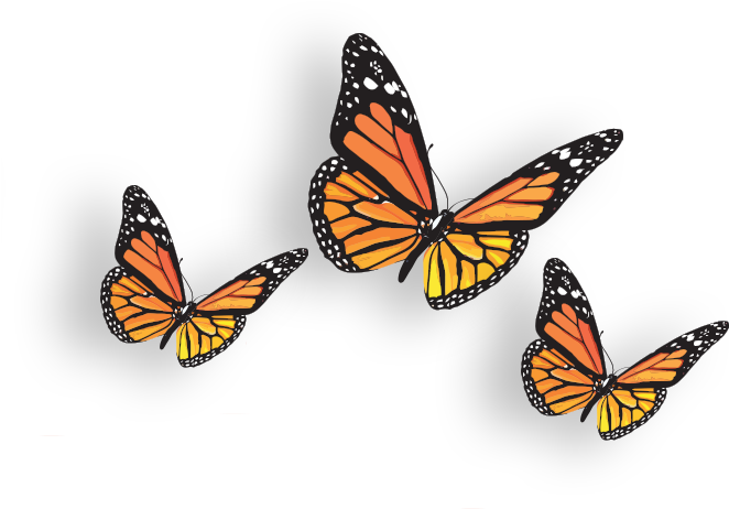 Butterflies Transparent Bunch - Butterfly (754x551), Png Download