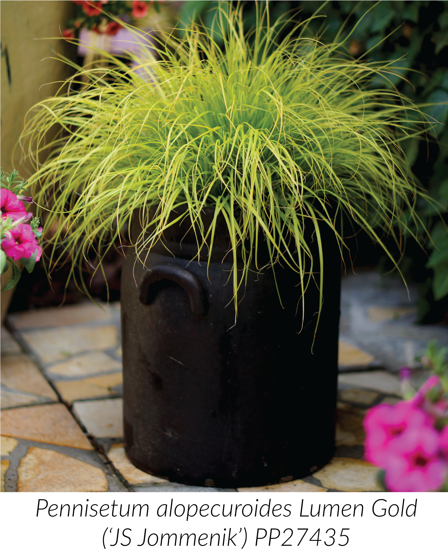 We Introduced Lumen Gold Fountain Grass Earlier This - Flowerpot (1530x1886), Png Download